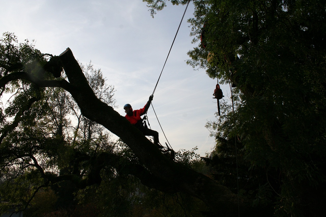 Arborist on tree